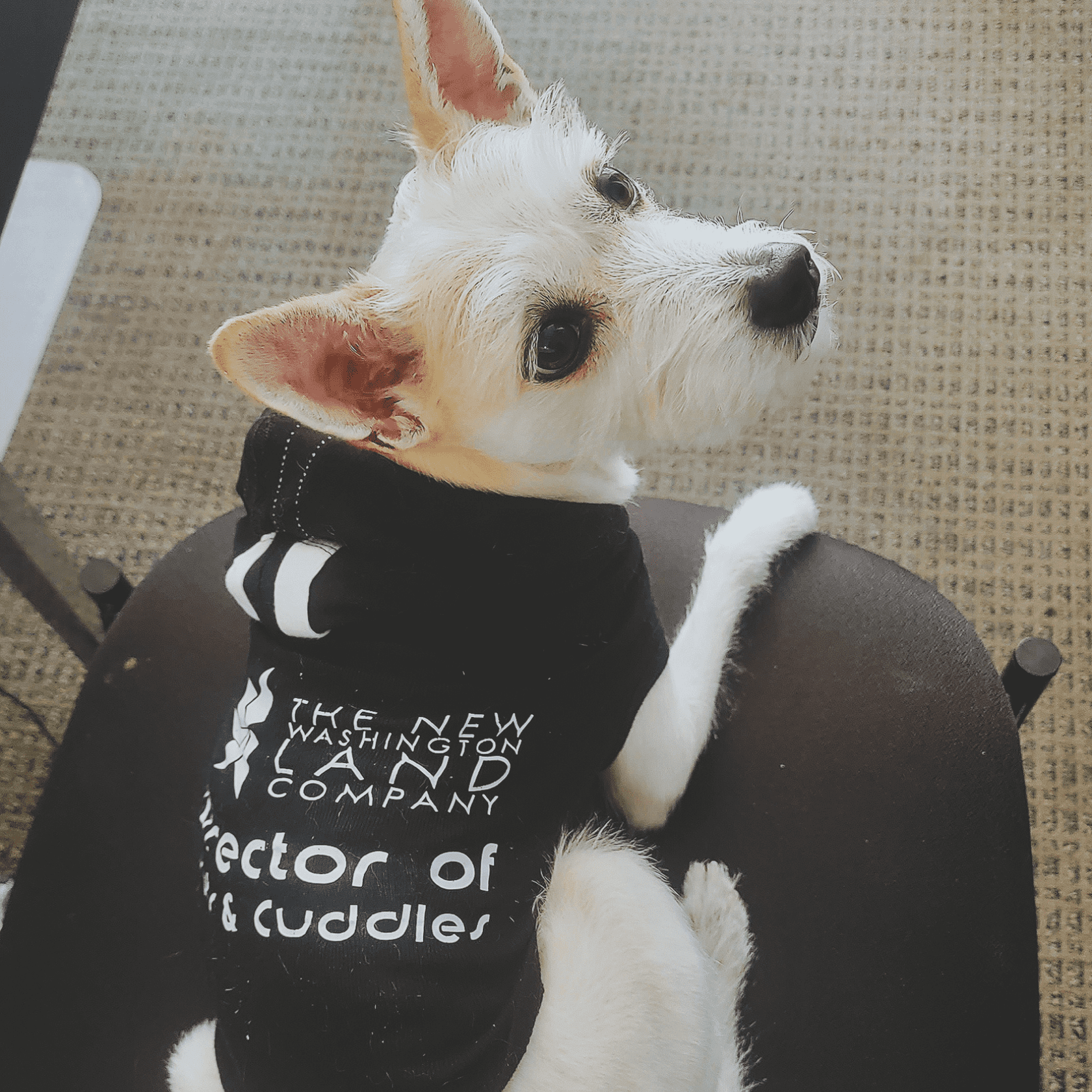 Layla-director-of-cuddles Layla